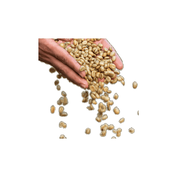 Ethiopia Melaku Negash Chelba Organic